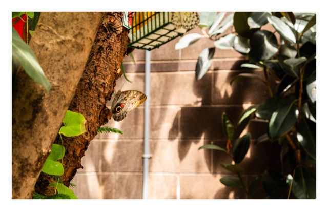 Butterfly Sanctuary