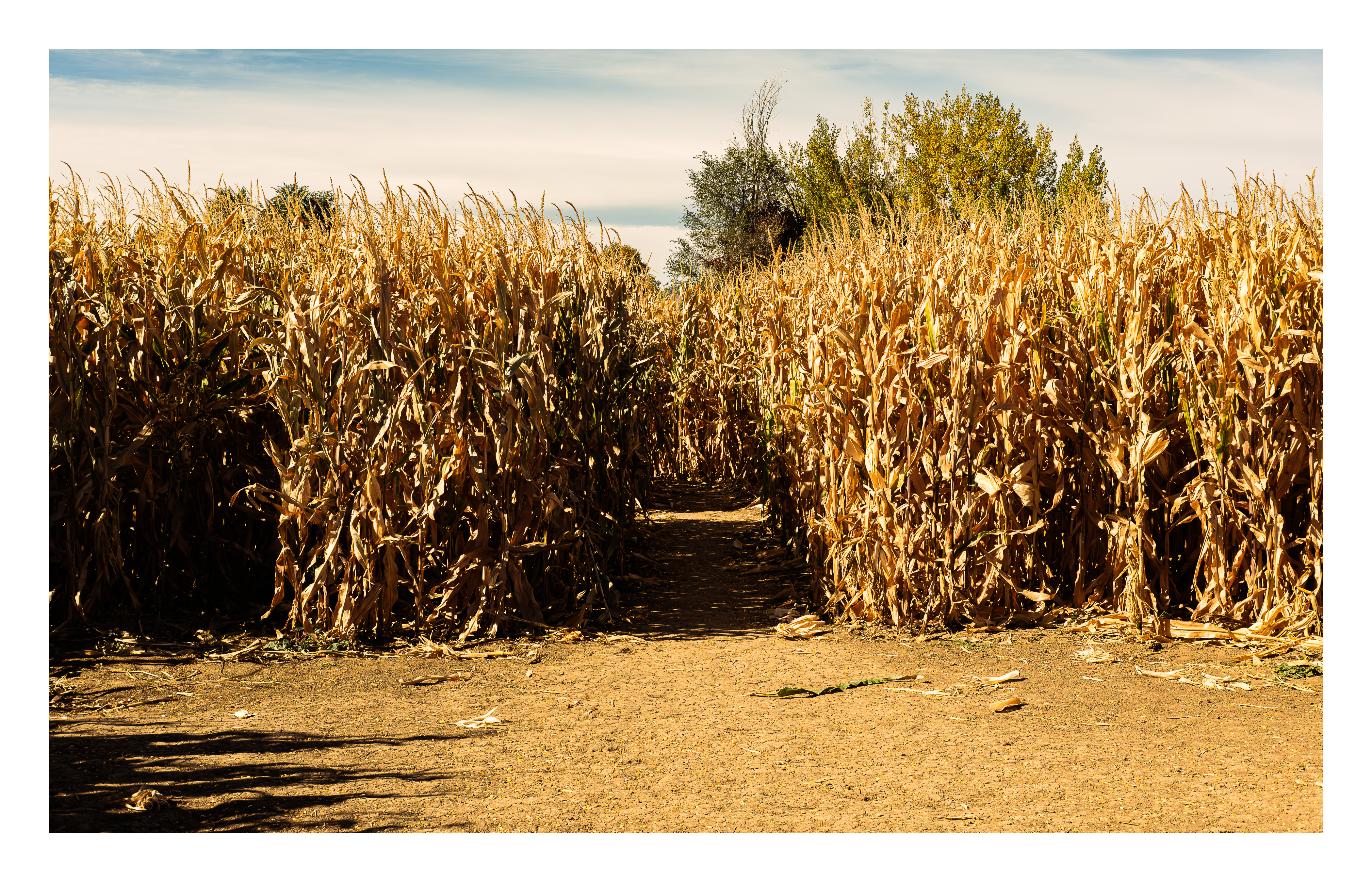 Cornfield