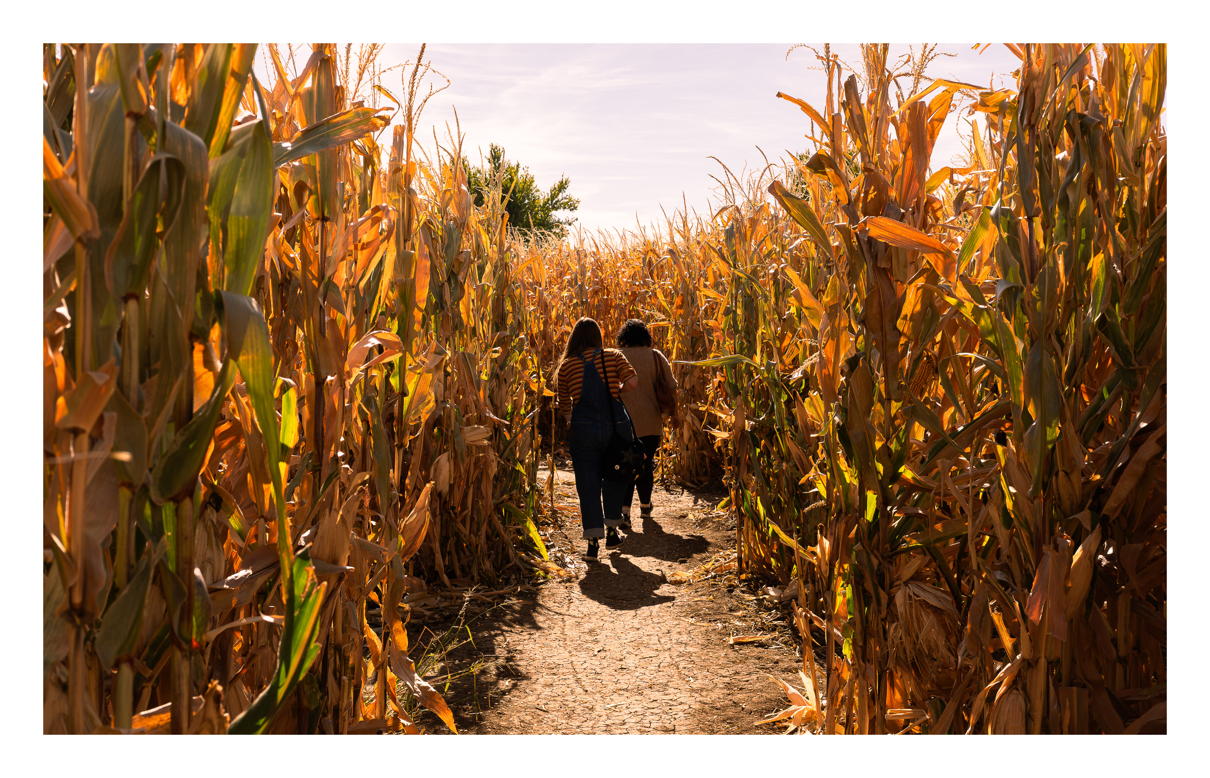 Cornfield