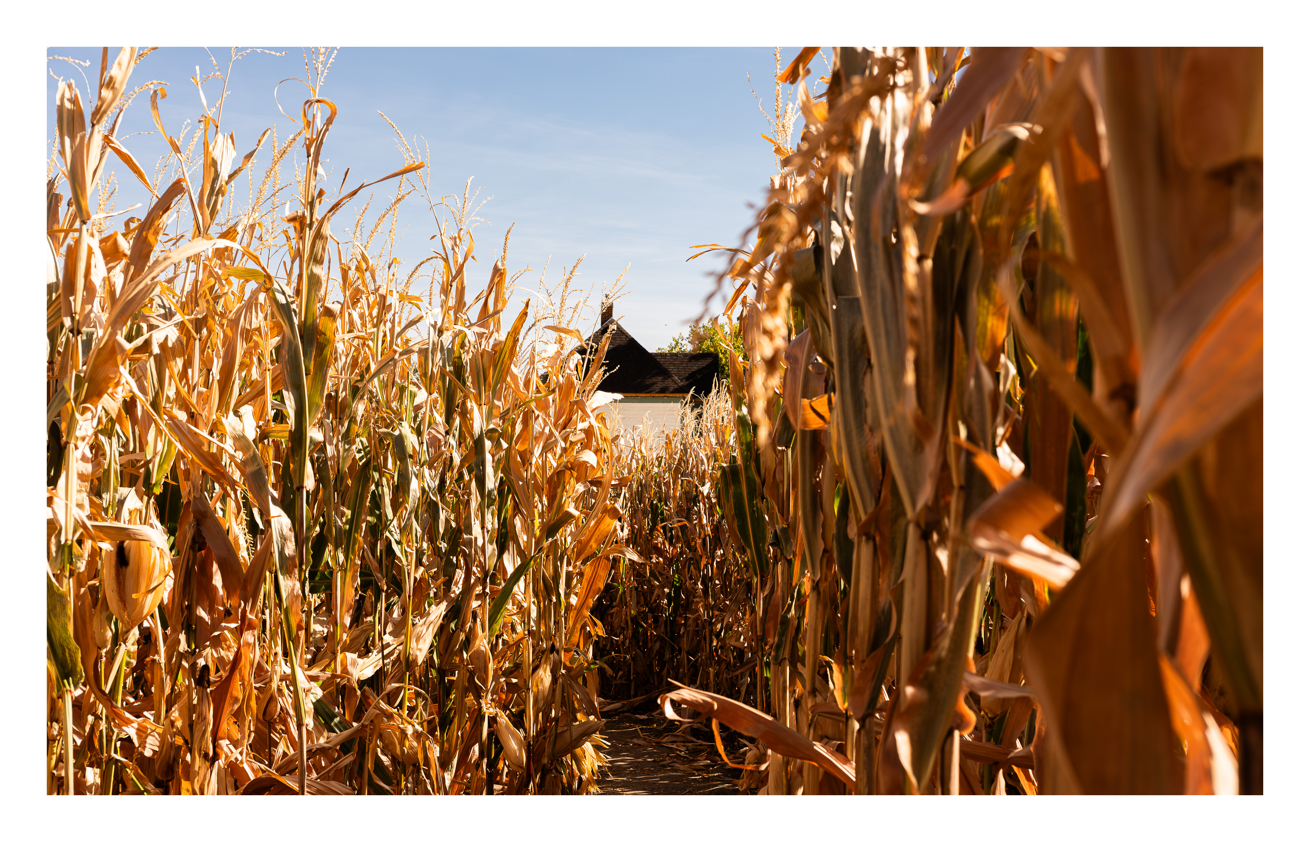 Cornfield