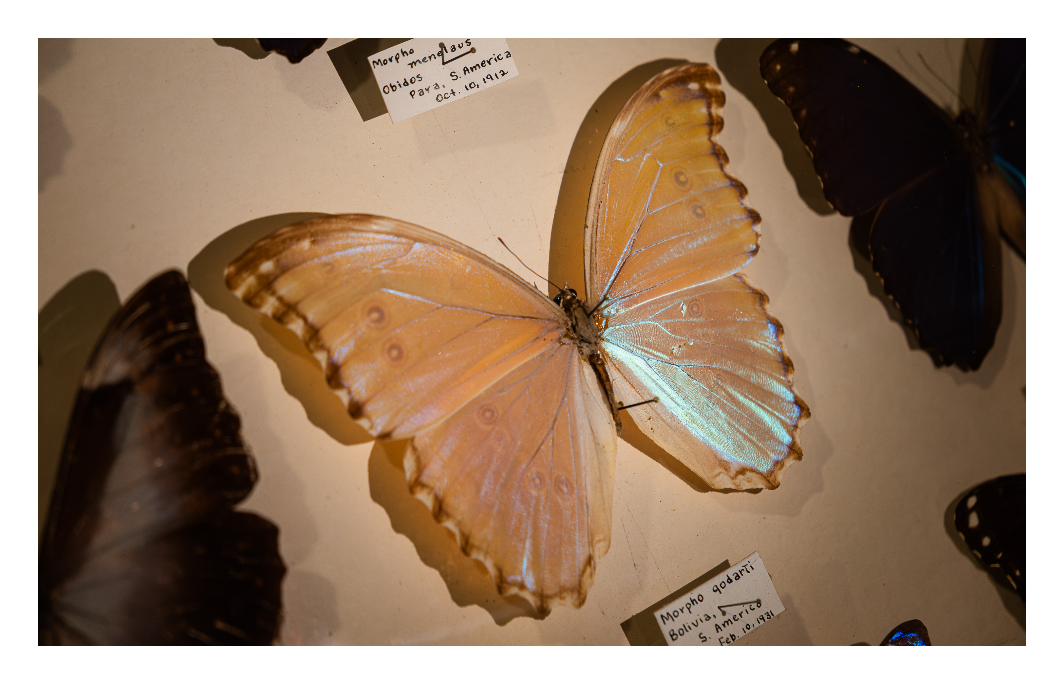 Butterfly Museum