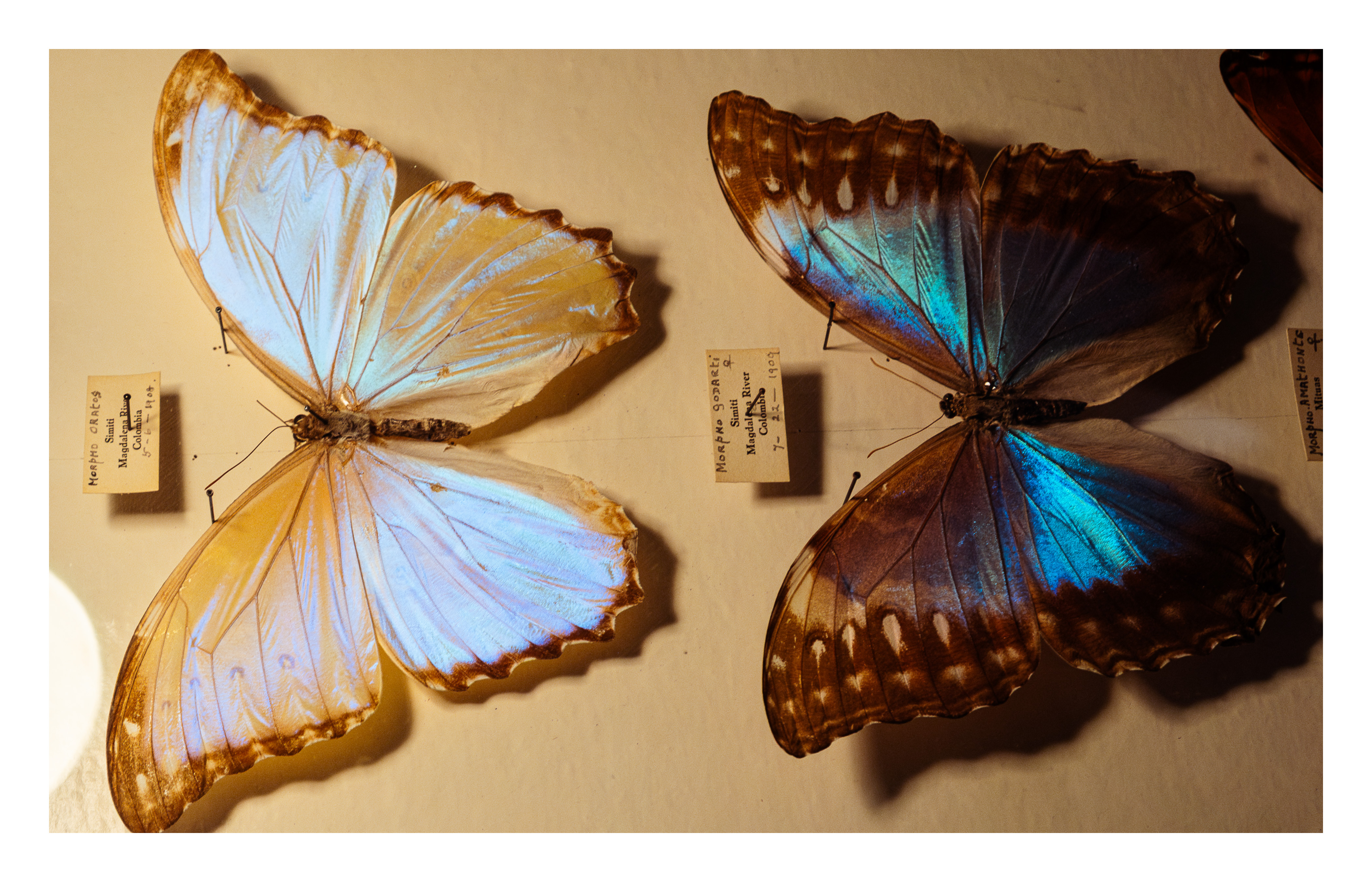 Butterfly Museum