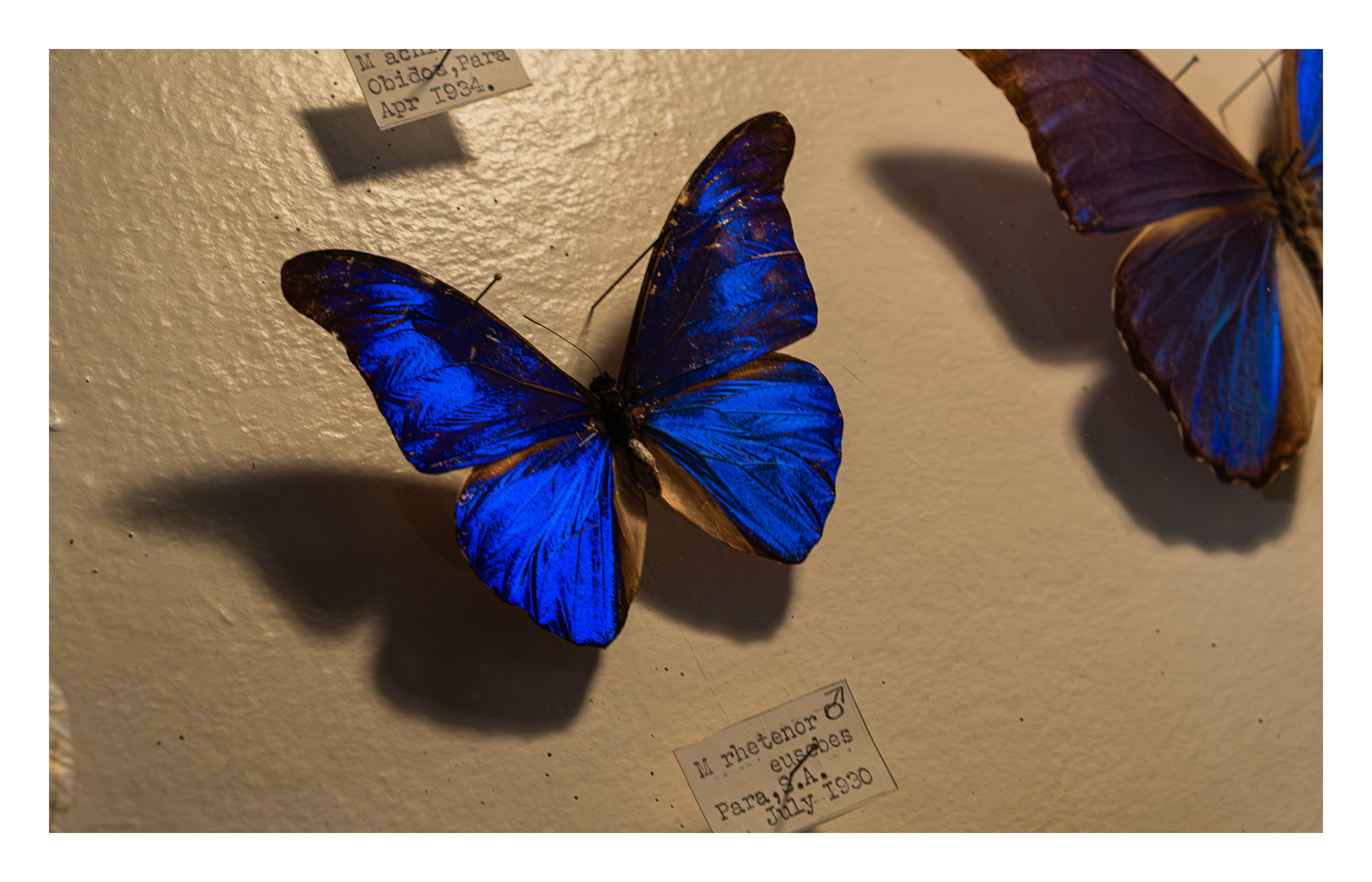 Butterfly Museum