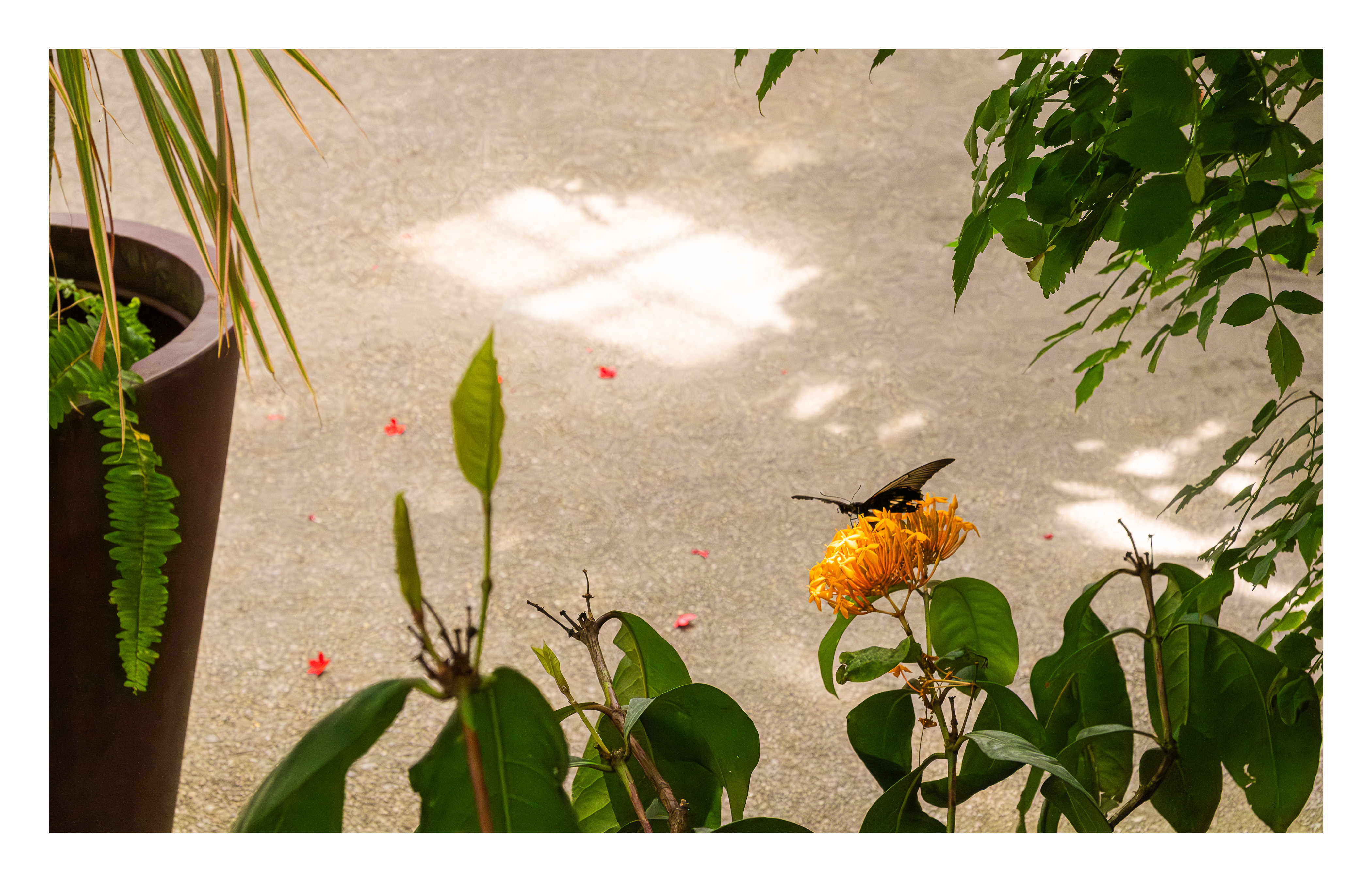 Butterfly Sanctuary