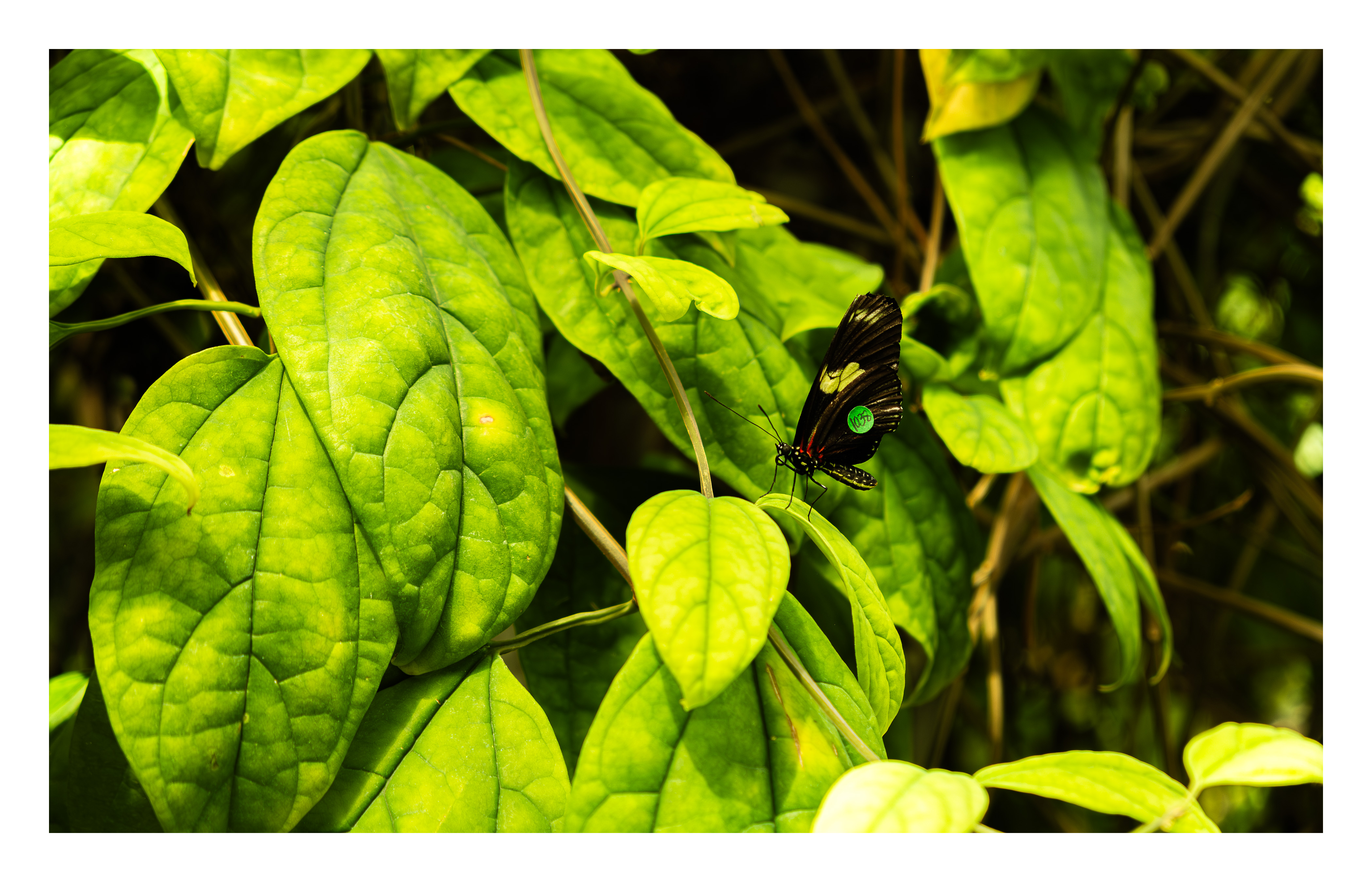 Butterfly Sanctuary